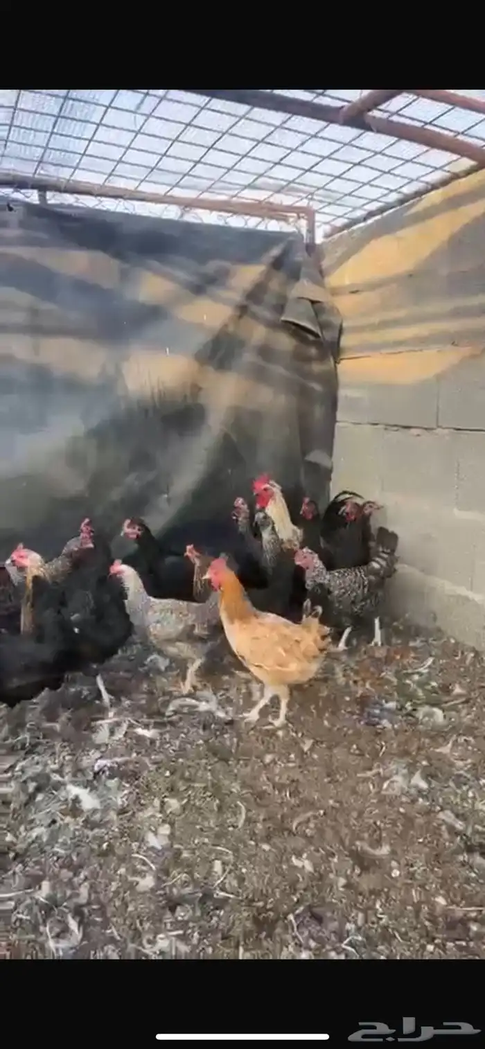 دجاج تم البيع 3