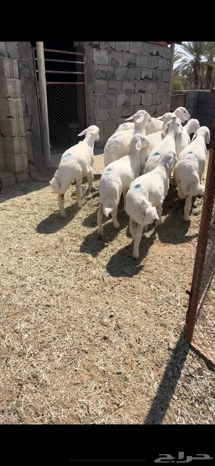 ارخال مقنا للبيع 1