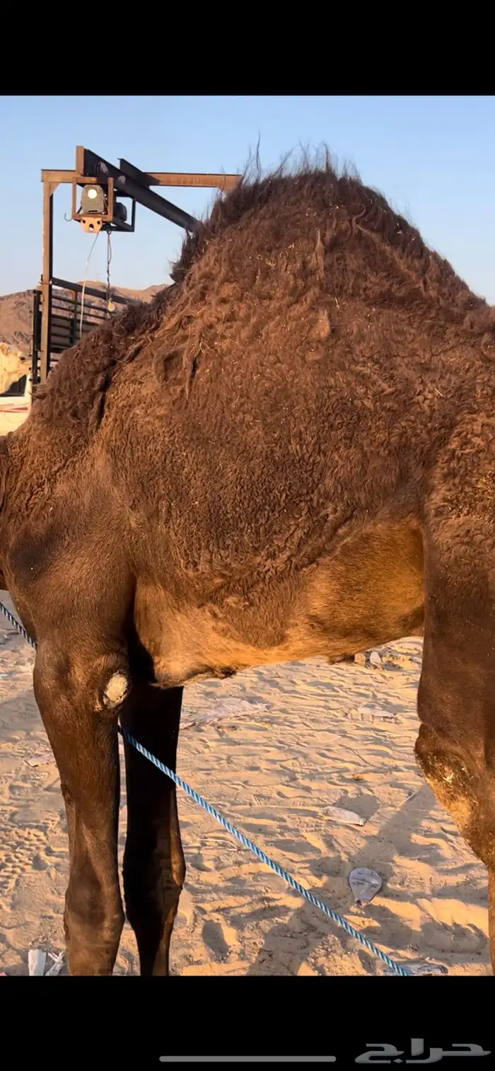 قعود عمره 8 اشهر 1