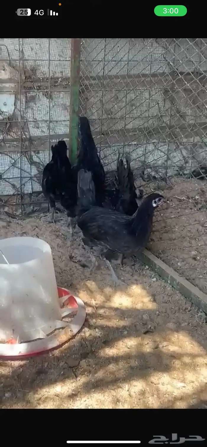 4 دجاج اسود صافي 5