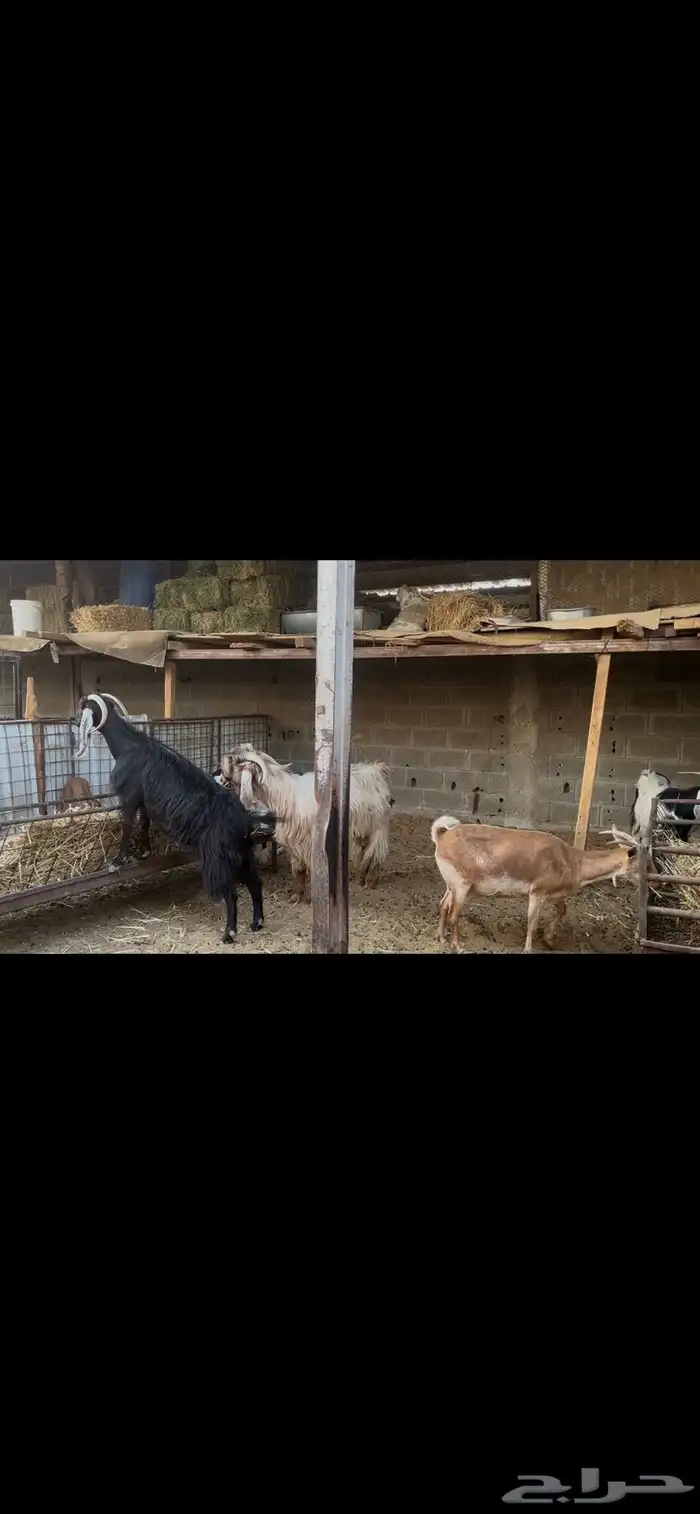 معزا عوارض بالفحل.. تم البيع 5