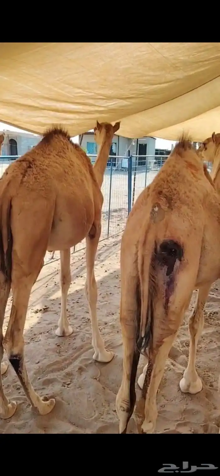 قعدان على شرط.. صحة وجودة وسلالة 1