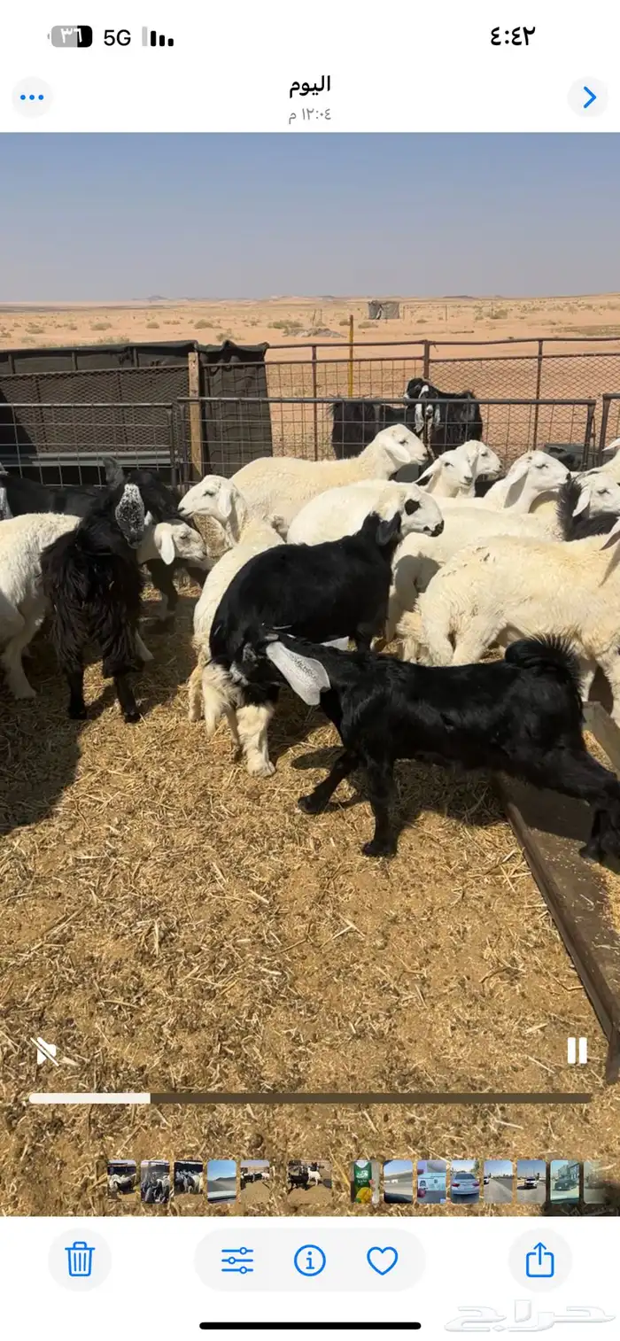 ذبيح فاخره 3