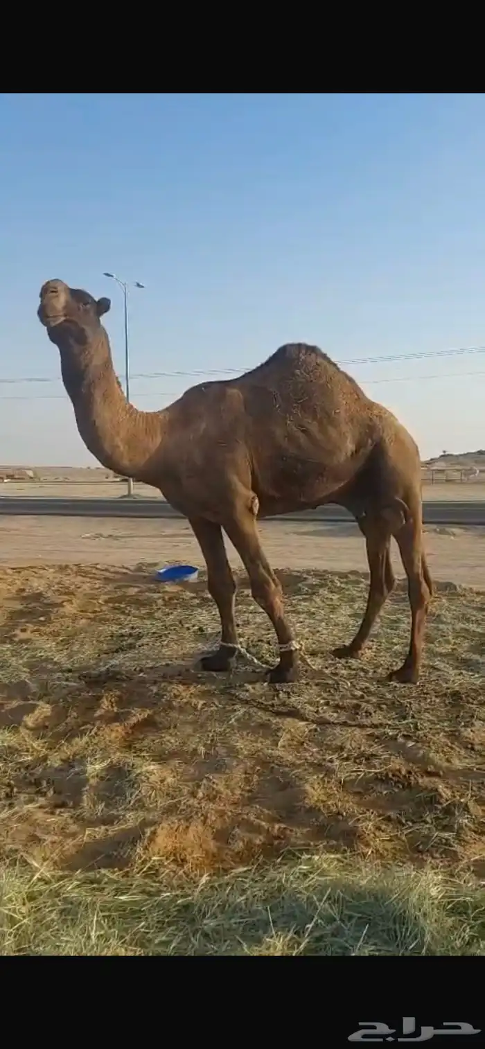 بعير فحل كفو للبيع 3