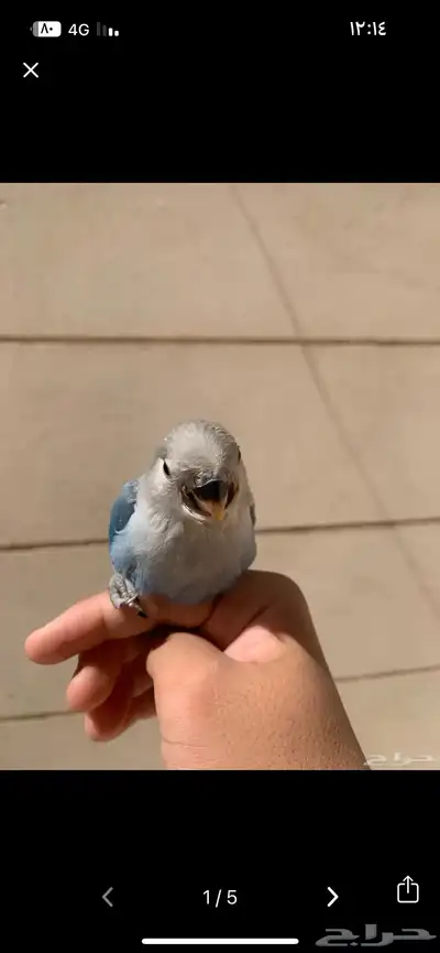 روز للبيع عمره شهرونص index