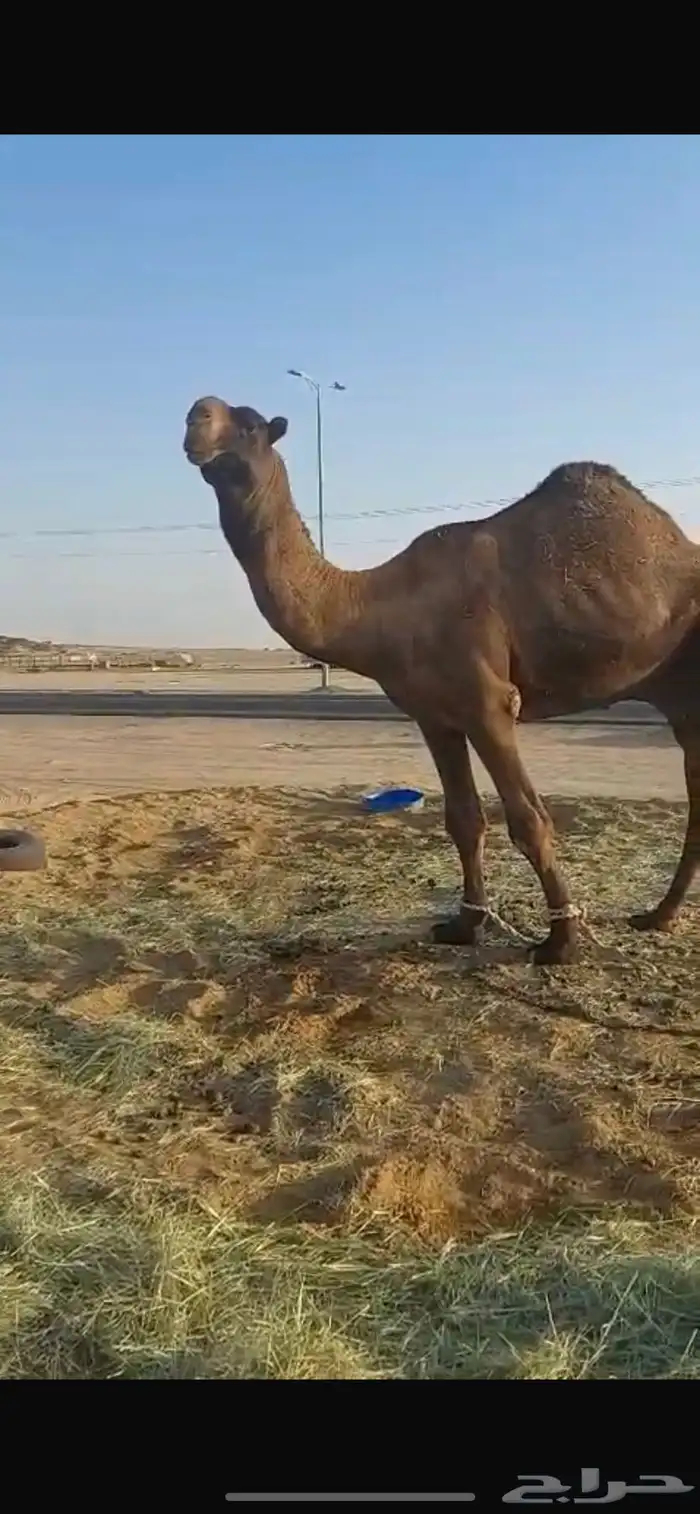 بعير فحل كفو للبيع 2