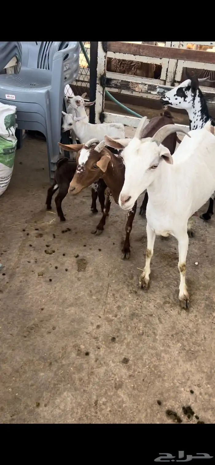 سوق غرب الرياض بن جربوع 2