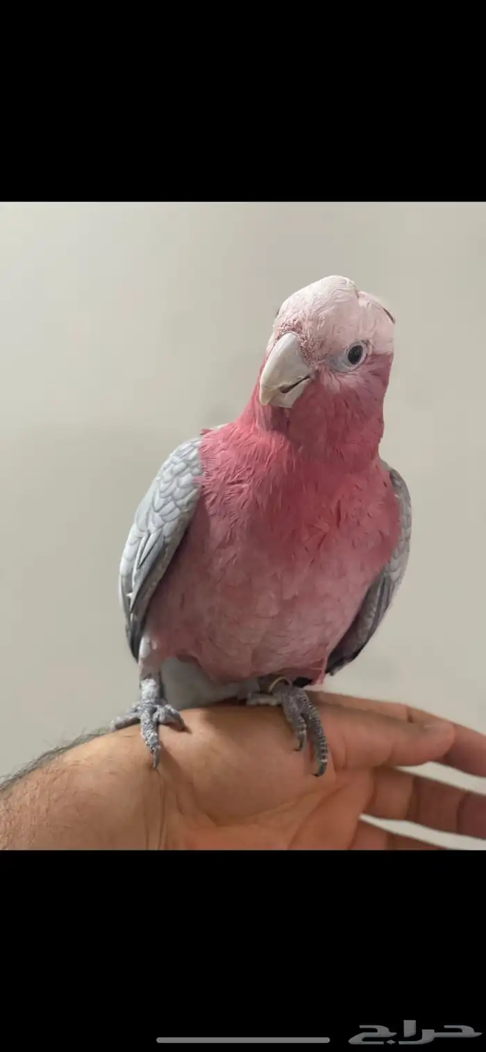 كوكاتو غالا 0