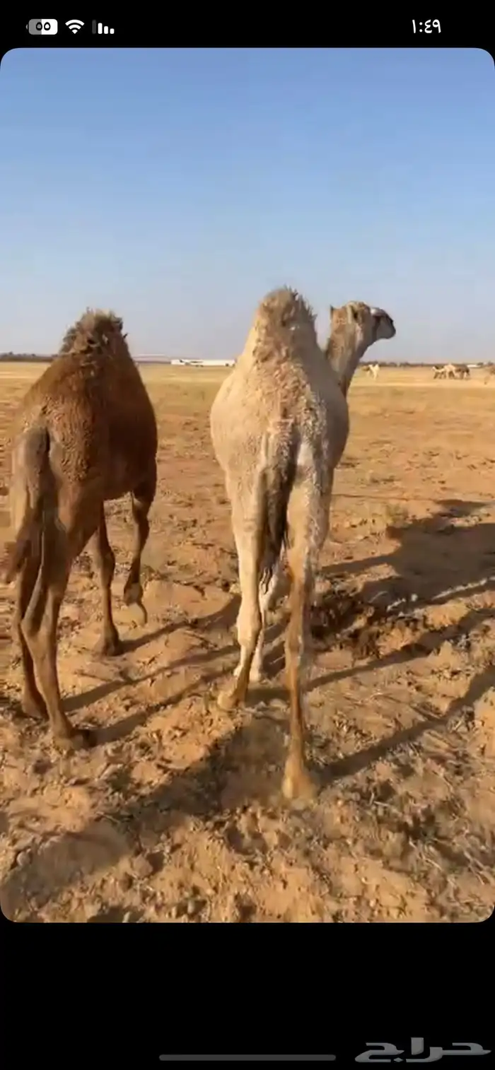 قعدان مفاريد 3