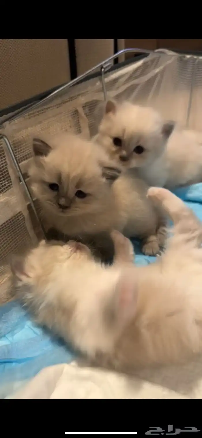 قطو العمر شهر النوع دراغون  هملايا 7