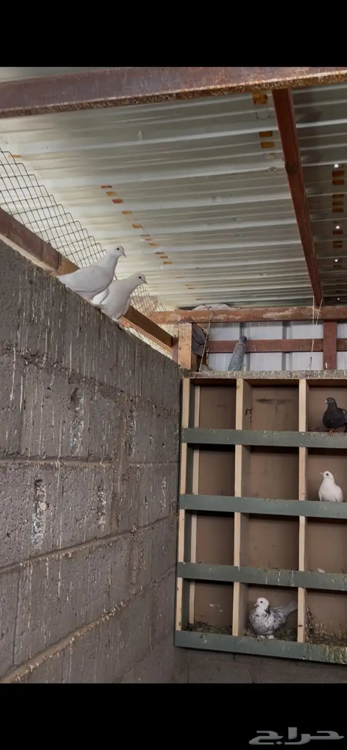حمام صنعاني وجوز لاحم فرنسي 3