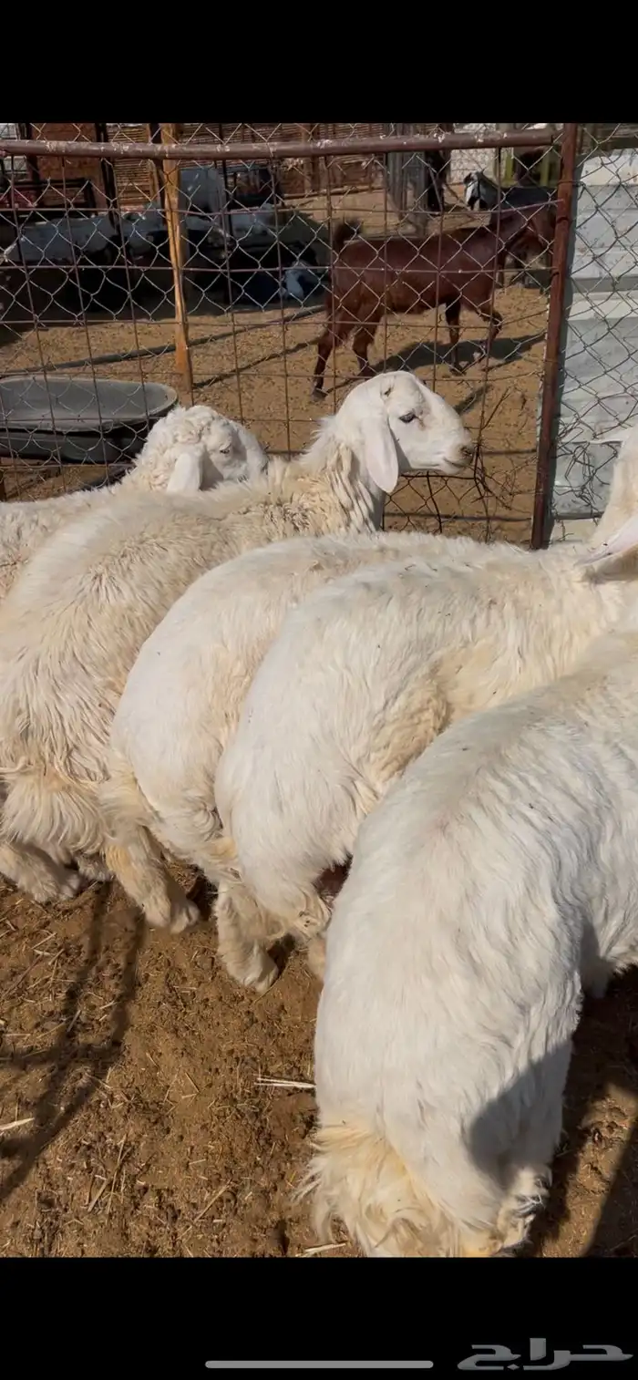 طليان حبص جبره فل الفل شحم وشي نظيف بذن الله 0