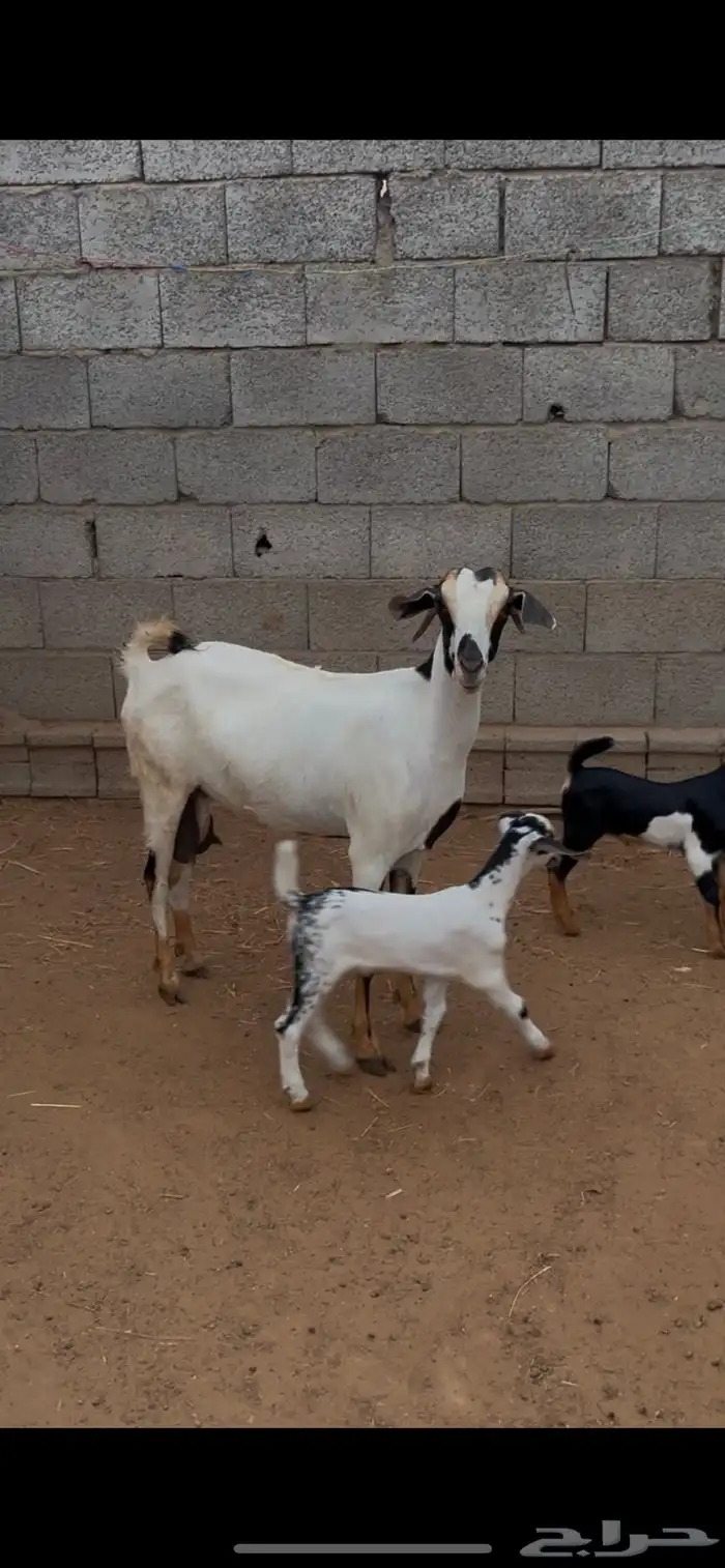 عنز فاخرة منتوج 0