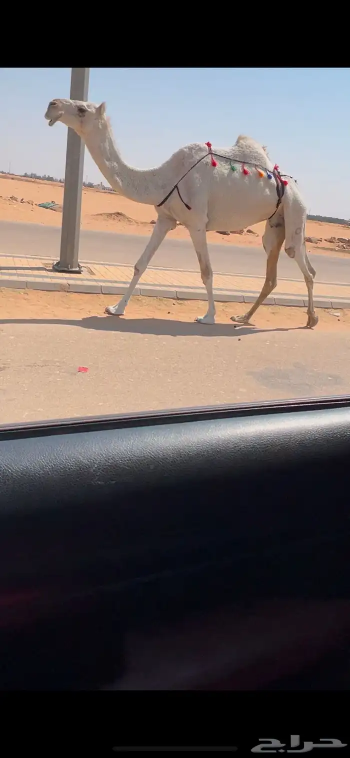 معشر وضحا طيبه حد ب 6 0