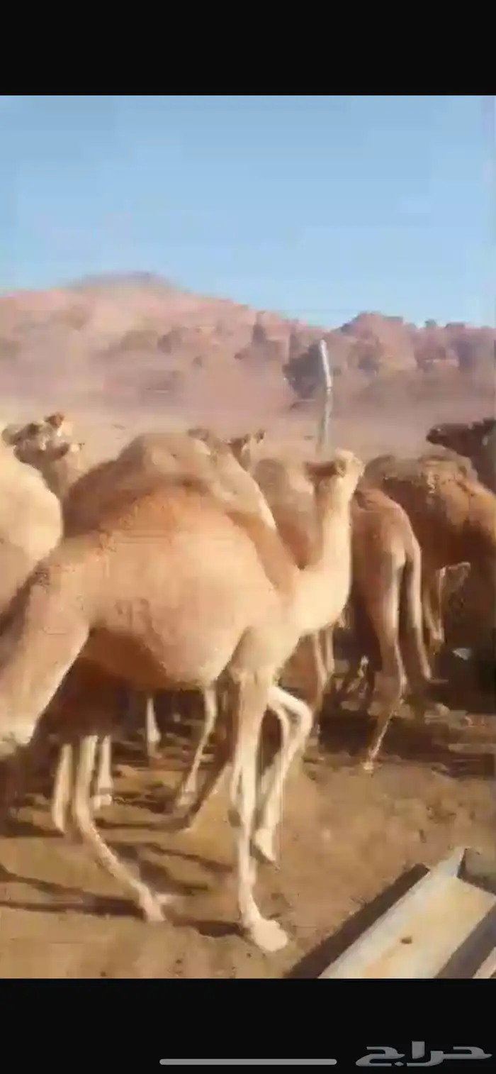 بكره مهجنه للبيع العمر 8-10 شهور 2