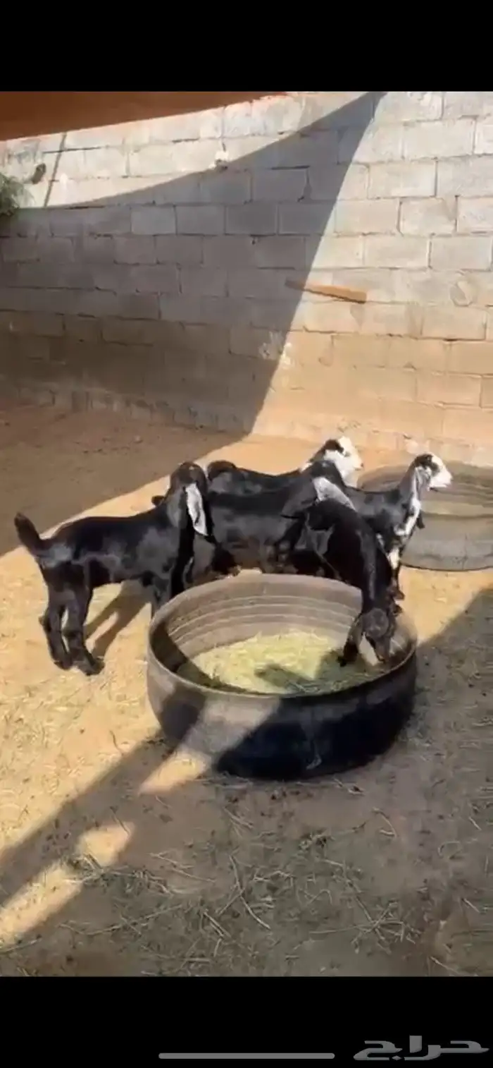 بهم امهاته عوارض ومصريات 2