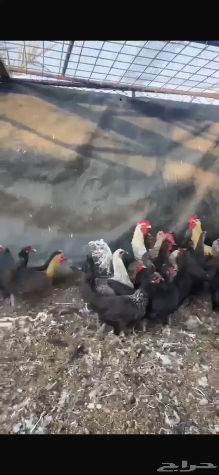 دجاج تم البيع 2