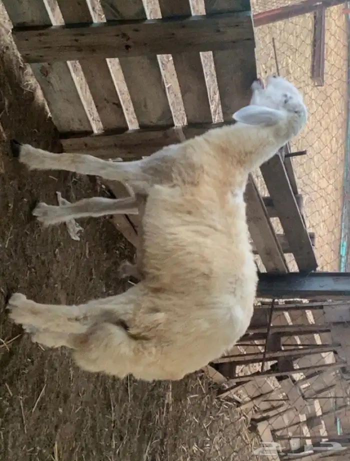 مشروع فحل حري 0