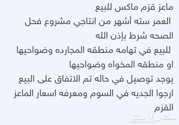 ماعز قزم النوع ذكر 1