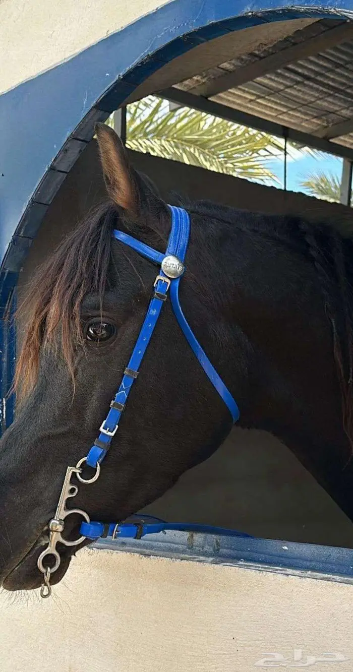 للبيع فحل أدهم شعبي 0