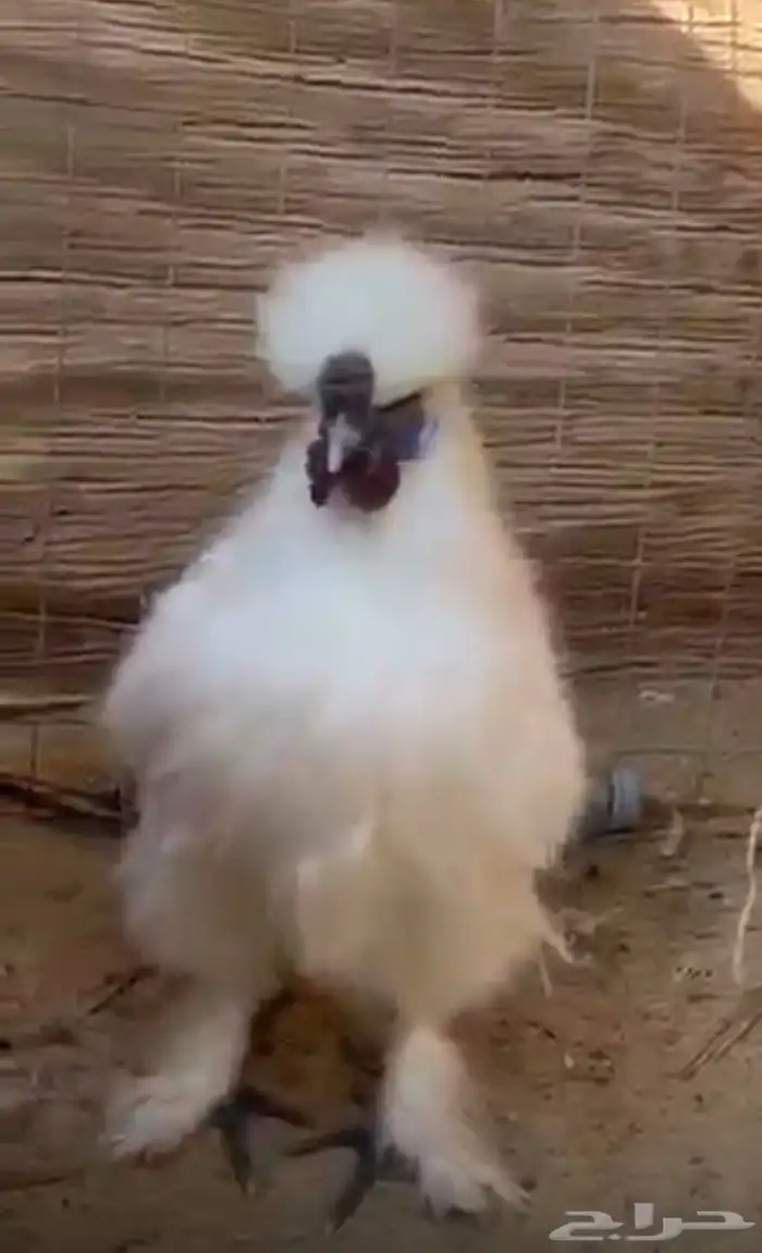 للبيع ديوك قطني 2