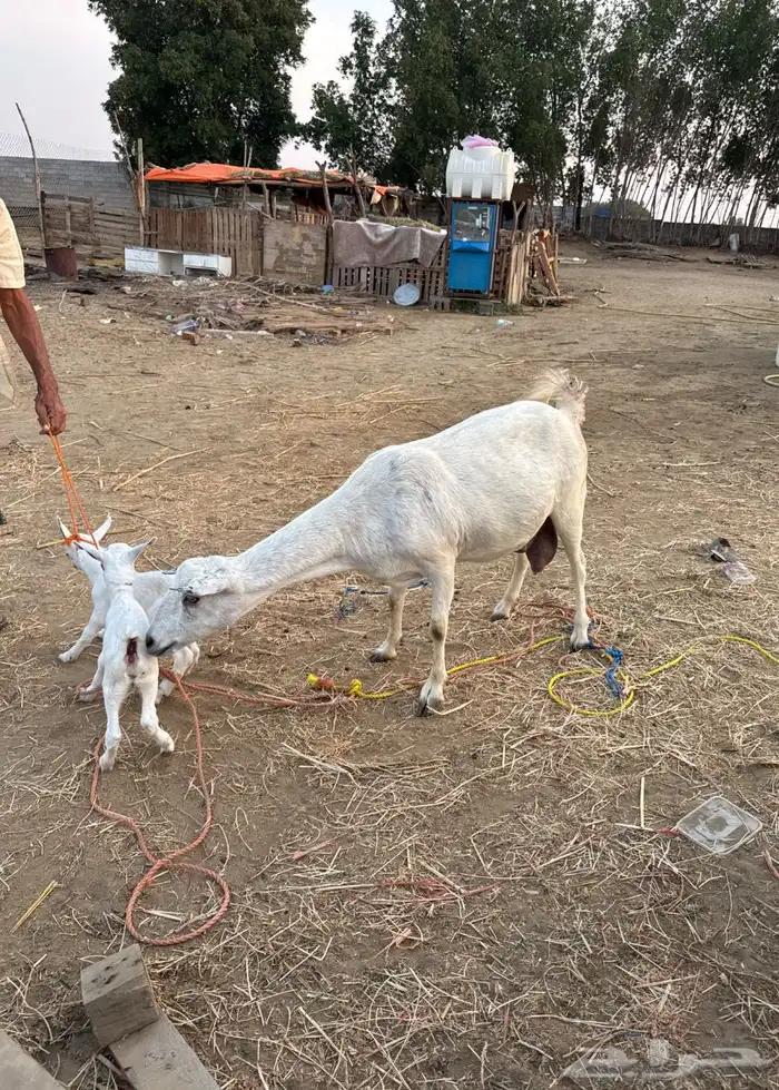ماعز بيشي منتوج بخبشه وتيس 0