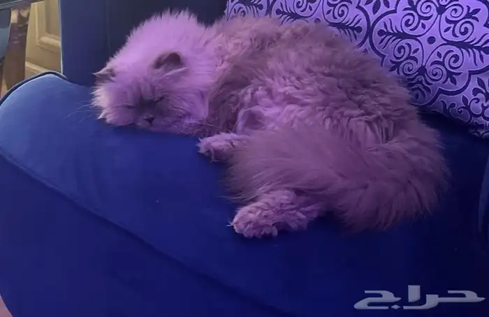 قطوة ضايعة بحي البوادي صارلها فترا طويلة 0