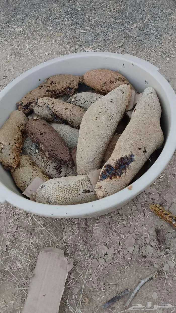 عسل بري حر جديد الكيلو ب((100 فقط)) 0