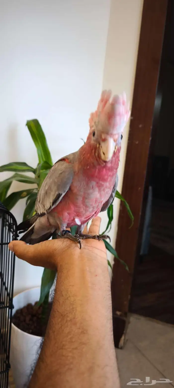 كوكاتو قالا فرخ نهاية غر منوووة المربي 1