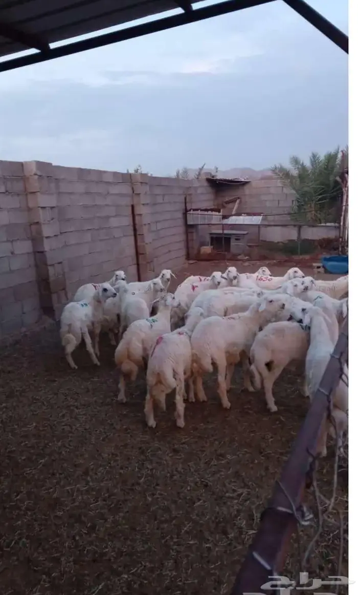 ذبائح حنيذ مندي عربي سليق كوزي مديني كابلي بخاري 22