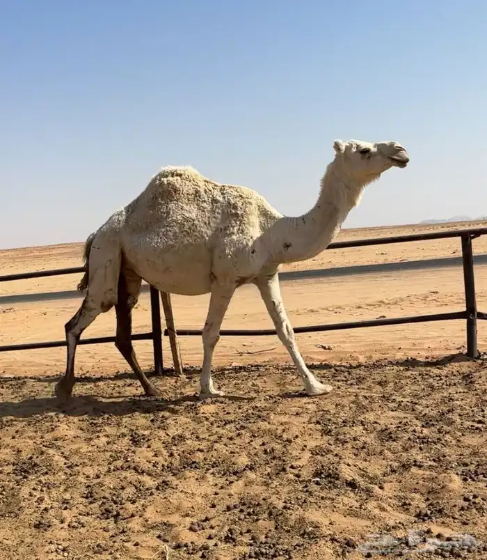 لقحه وضحاء 0