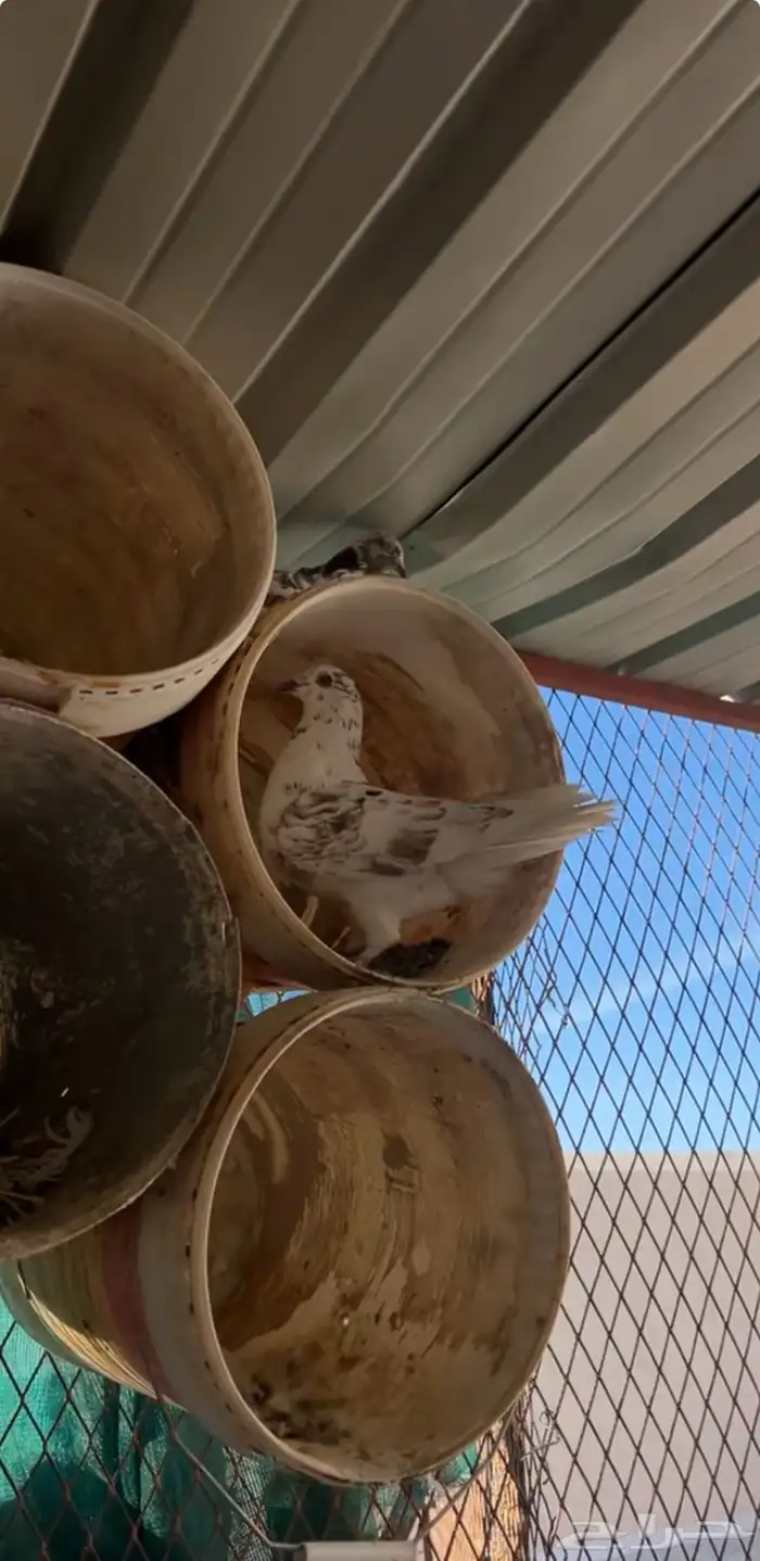 حمام للبيع زينه و عادي ع السوم 9