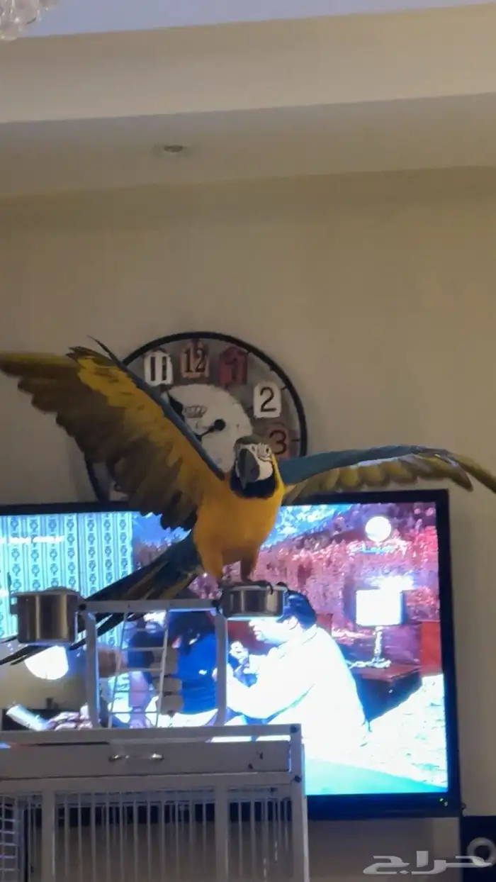 عمره سنه و ثلاثه شهور و يتكلم اعلى سوم 3