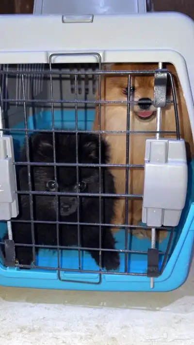 للبيع كلب بومرينيوم بيور تيك اب 0