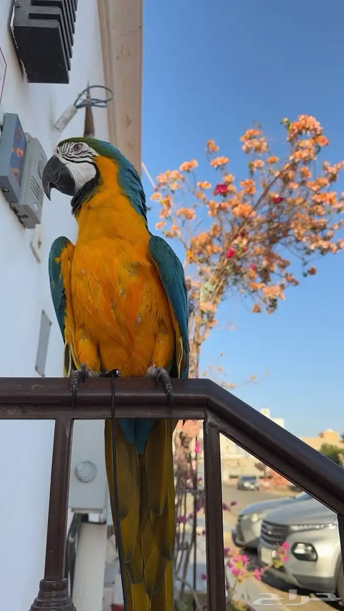 عمره سنه و ثلاثه شهور و يتكلم اعلى سوم 2