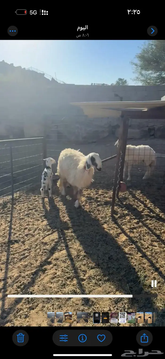 جذعه خلفه عيسيه صنف 3