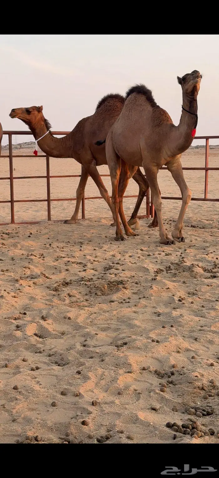 ثلاث بكار سواحل ضغط عالي 9