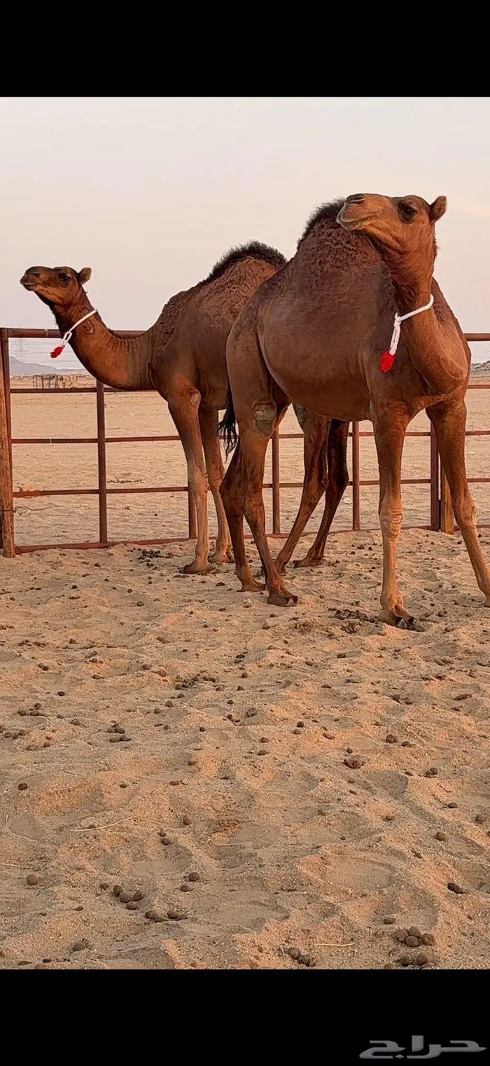 ثلاث بكار سواحل ضغط عالي 0