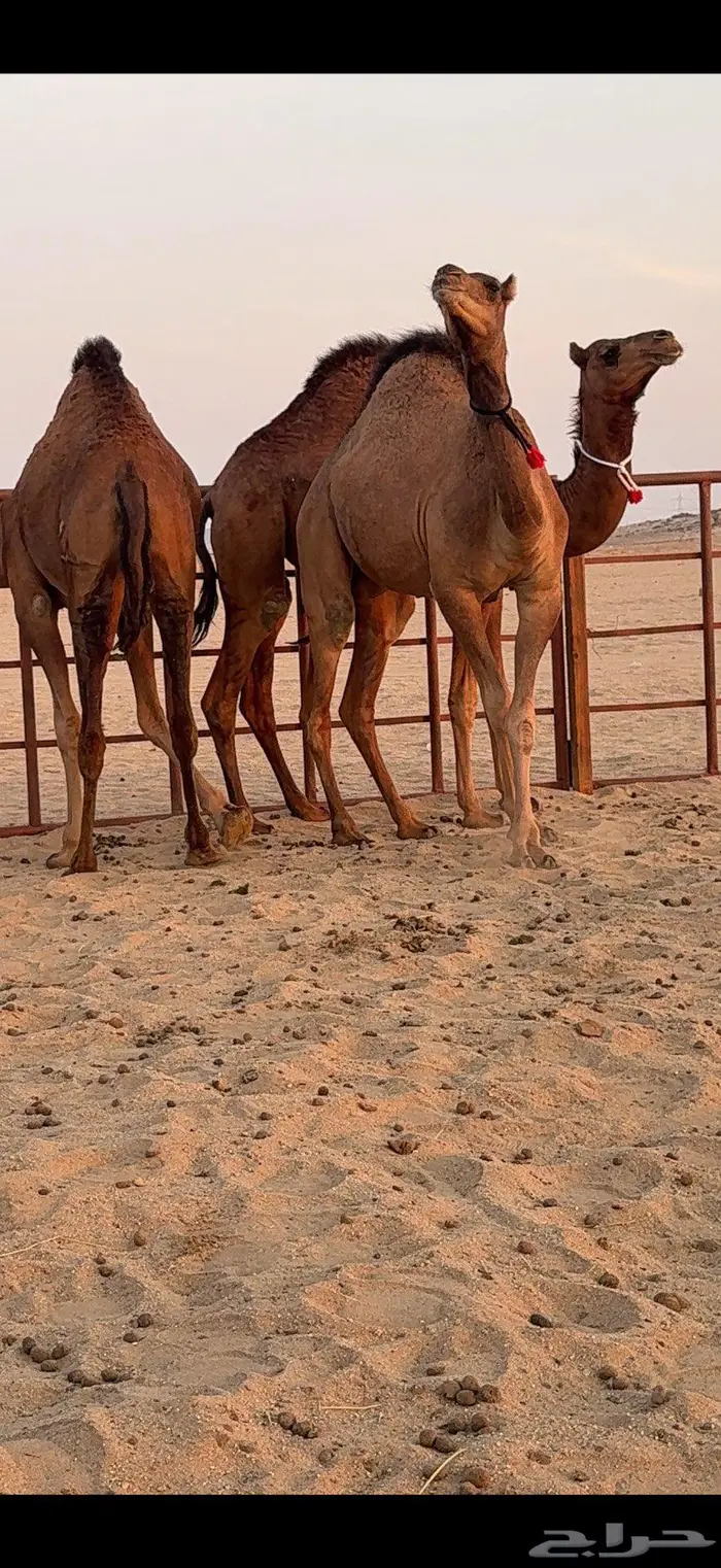 ثلاث بكار سواحل ضغط عالي 10