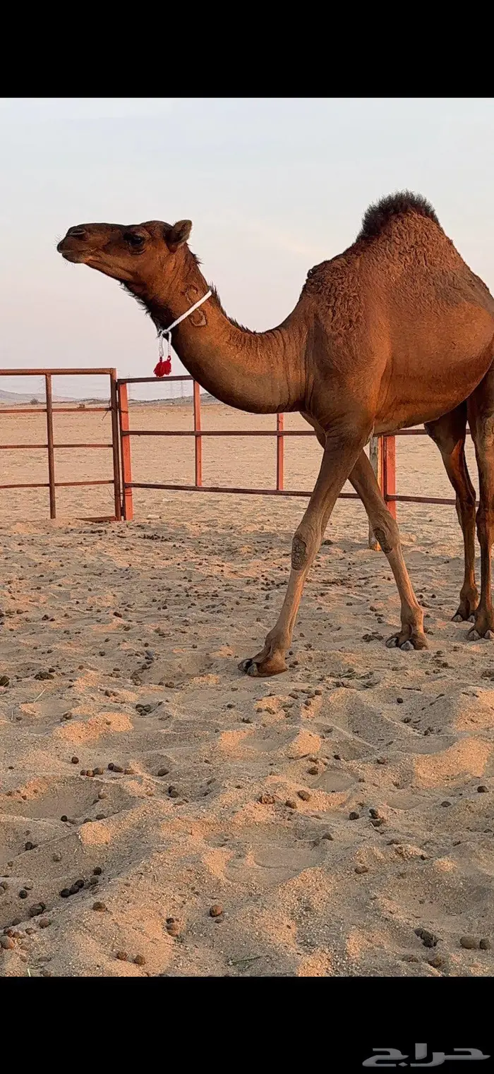 ثلاث بكار سواحل ضغط عالي 5