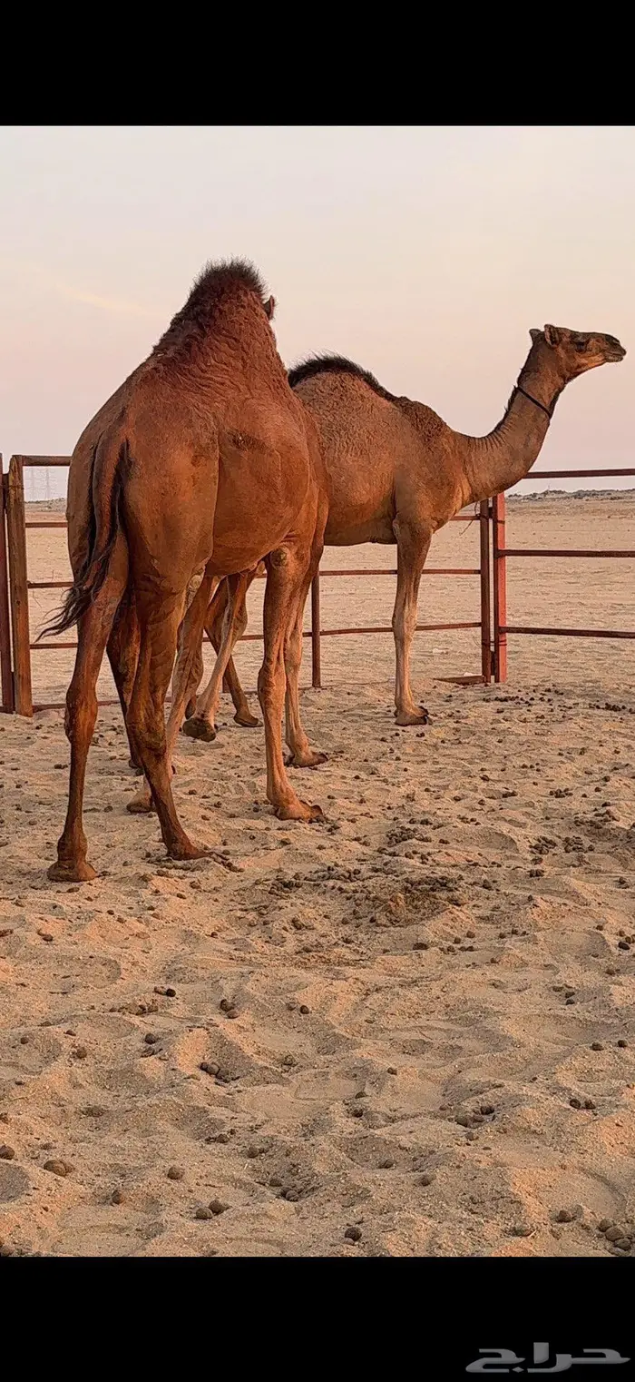 ثلاث بكار سواحل ضغط عالي 2