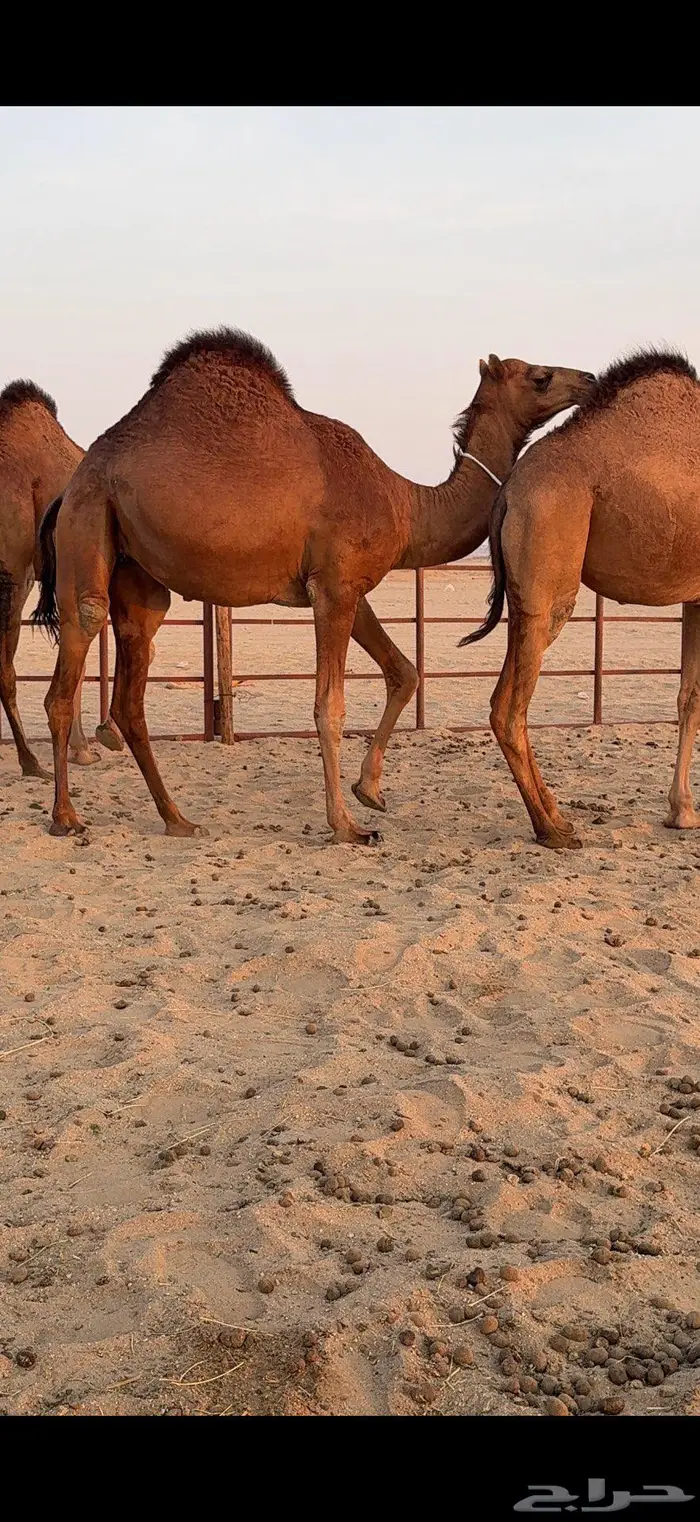 ثلاث بكار سواحل ضغط عالي 11