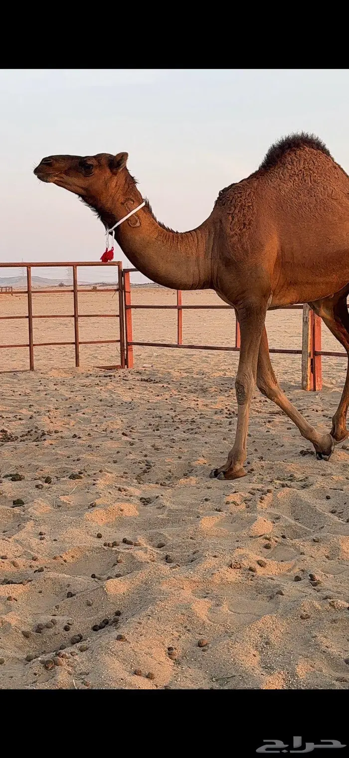 ثلاث بكار سواحل ضغط عالي 6