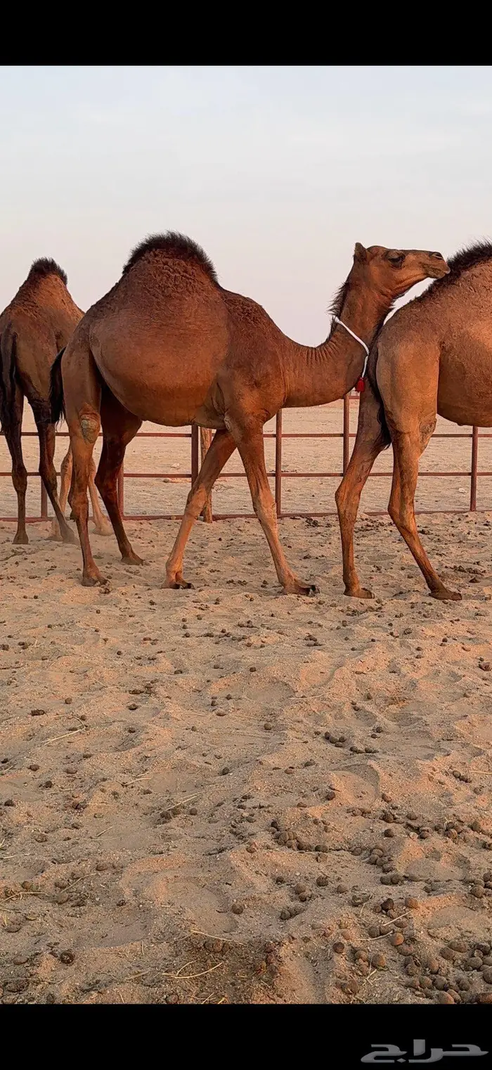 ثلاث بكار سواحل ضغط عالي 12