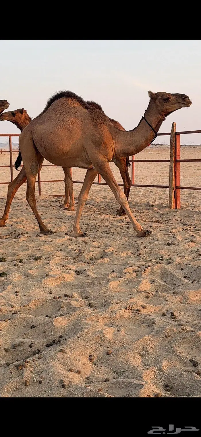 ثلاث بكار سواحل ضغط عالي 3