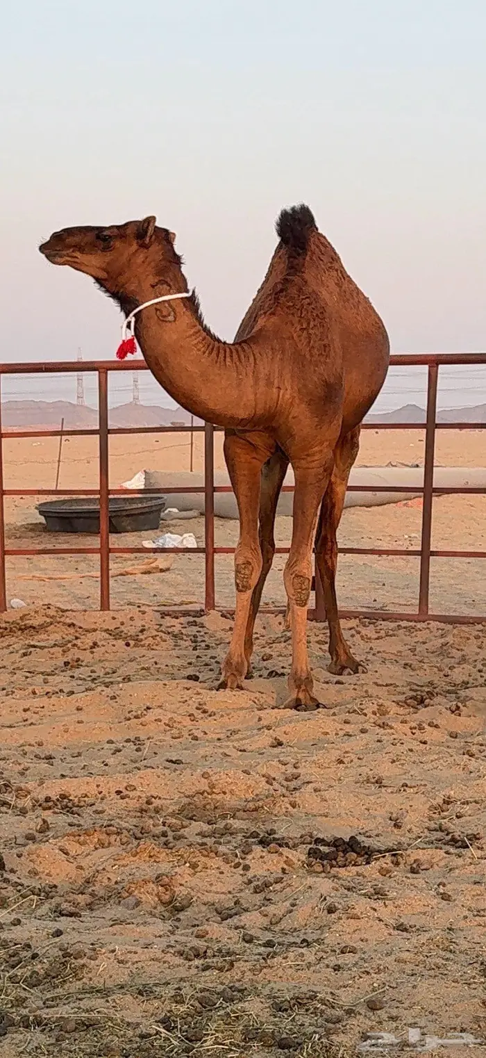 ثلاث بكار سواحل ضغط عالي 32