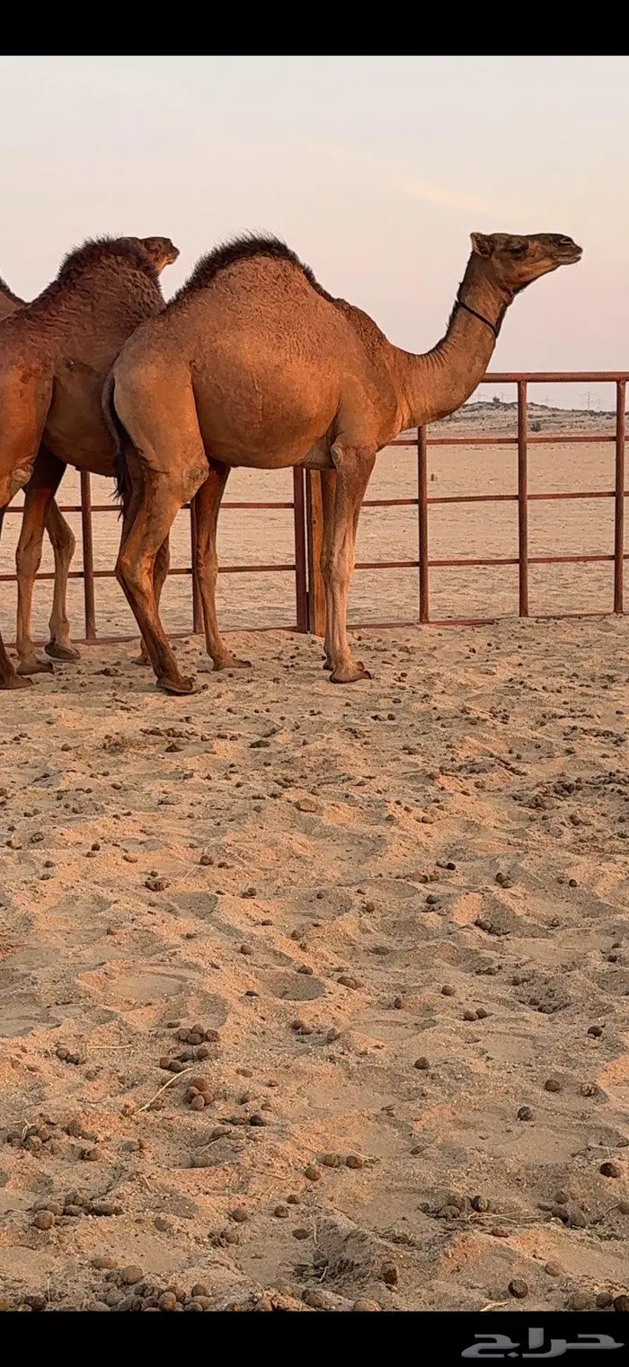 ثلاث بكار سواحل ضغط عالي 13