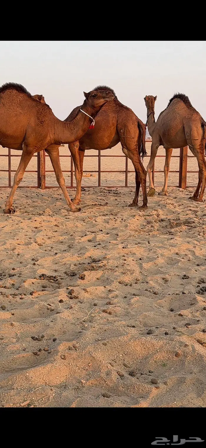 ثلاث بكار سواحل ضغط عالي 7