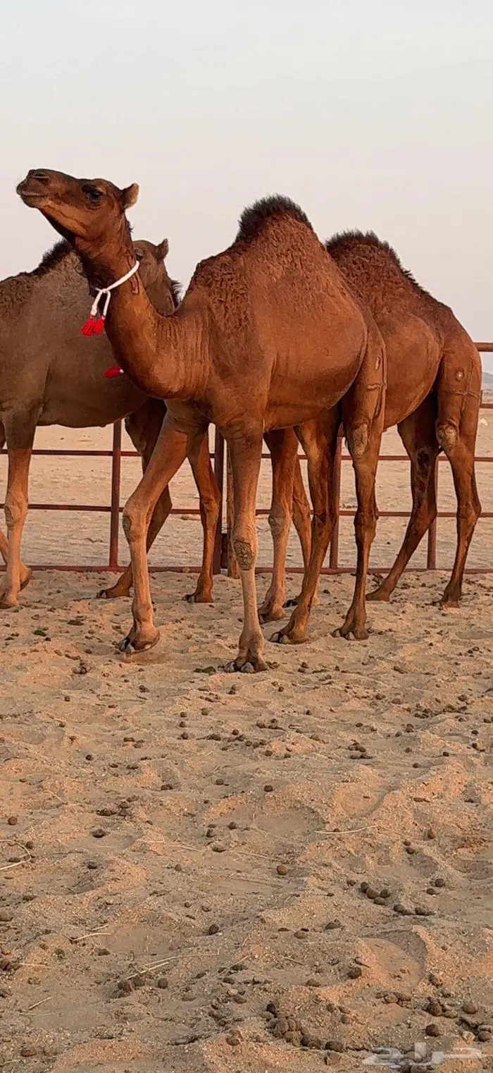 ثلاث بكار سواحل ضغط عالي 27