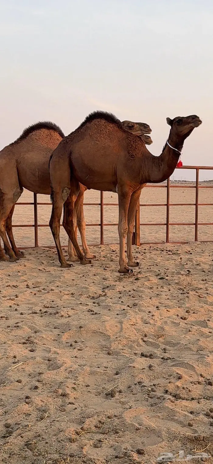 ثلاث بكار سواحل ضغط عالي 23